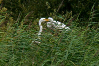 Adult Feeding Chicks in Nest
