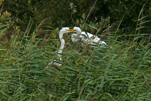 Adult Feeding Chicks in Nest