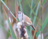 Bearded Reedlings (tits)