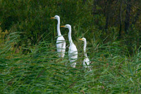 Meerkat"s no Great White Egret Chicks