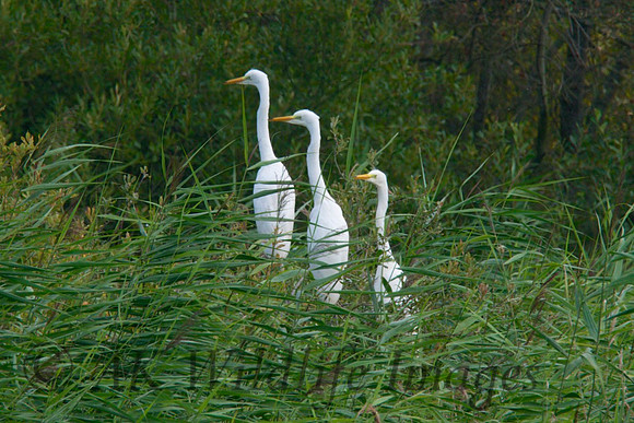 Meerkat"s no Great White Egret Chicks