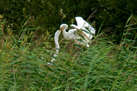 Adult feeding the Chicks