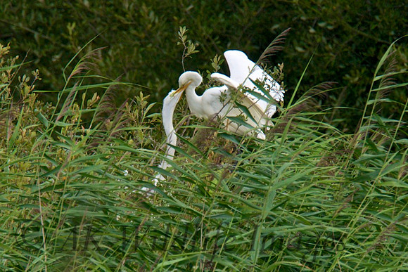 Adult feeding the Chicks