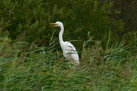 Chick calling to Adult