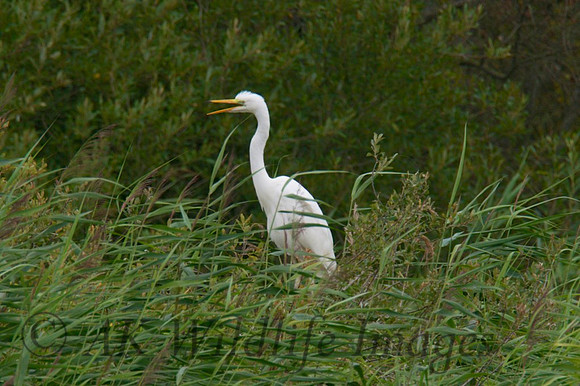 Chick calling to Adult