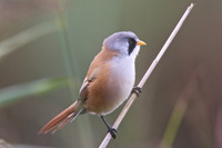 Shapwick Heath NNR