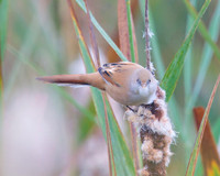 Female Bearded Reeding Shapwick 2020