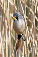 Male Reedling