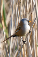 Male Reedling
