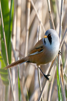 Shapwick Male Reedling