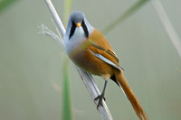 Shapwick Heath NNR