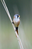 Shapwick Heath NNR