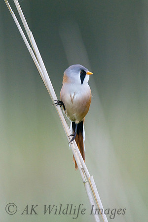 Shapwick Heath NNR