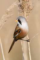 HamWall RSPB
