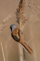 HamWall RSPB