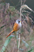 Shapwick Heath NNR
