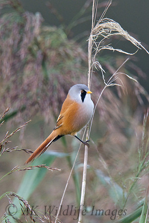 Shapwick Heath NNR