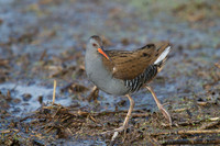 HamWall RSPB