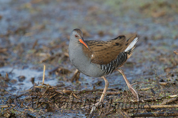 HamWall RSPB