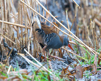 HamWall RSPB