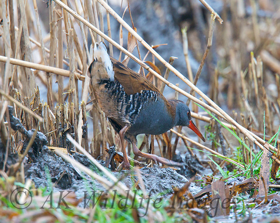 HamWall RSPB