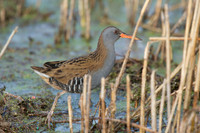 HamWall RSPB