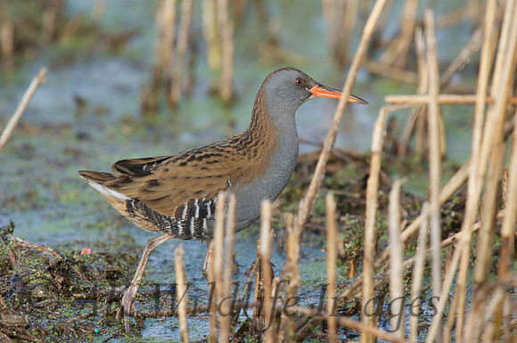 HamWall RSPB