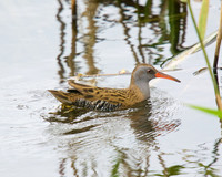water rail shapwick