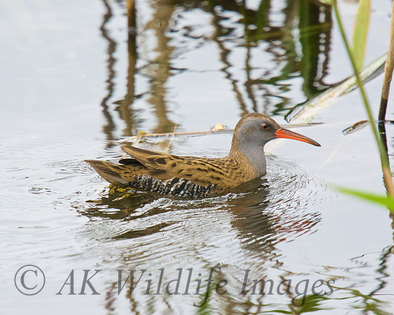 water rail shapwick
