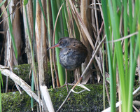 Shapwick Heath NNR