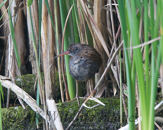 Shapwick Heath NNR
