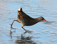 Shapwick Heath NNR