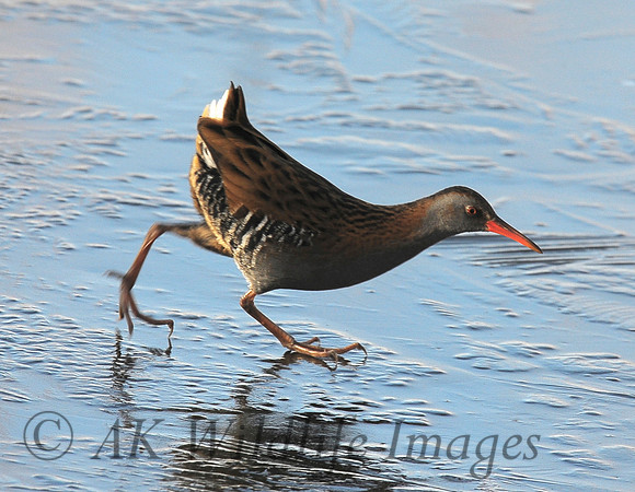 Shapwick Heath NNR