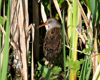 Shapwick Heath NNR