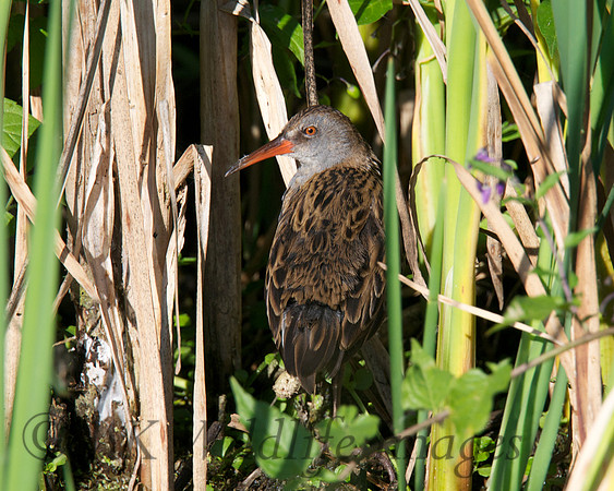 Shapwick Heath NNR