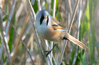 Male Reedling Shapwick