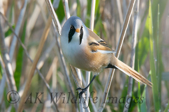 Male Reedling Shapwick