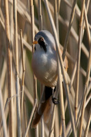 HamWall RSPB