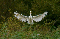 Adult Landing in the Nest