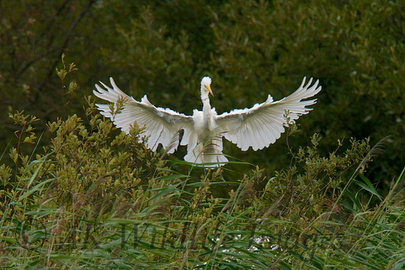 Adult Landing in the Nest
