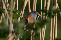 HamWall RSPB