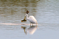 Adult with Tench on the Scrape Meare heath