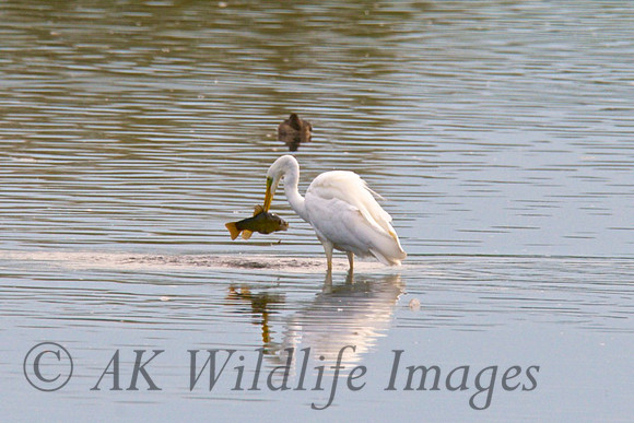 Adult with Tench on the Scrape Meare heath