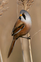 Reedling Male