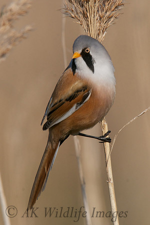 Reedling Male