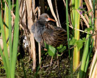 Shapwick Heath NNR