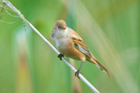 Shapwick Heath NNR