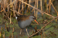 Shapwick Heath NNR