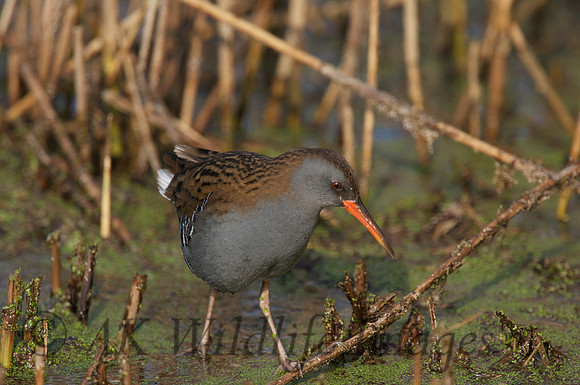 Shapwick Heath NNR