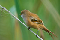 Shapwick Heath NNR